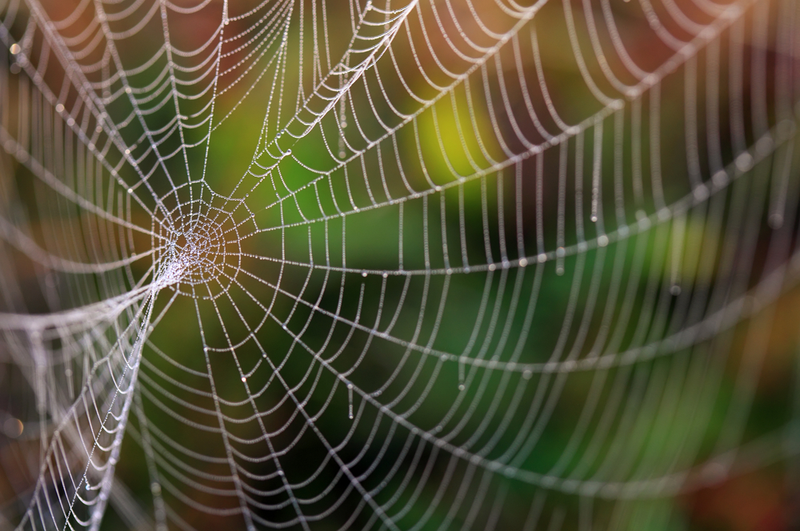 Imagen: Zsolt Biczo / Shutterstock